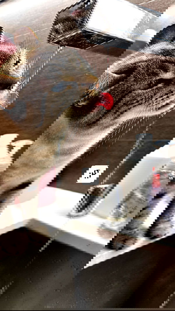 suikomuu suikomuu archive image