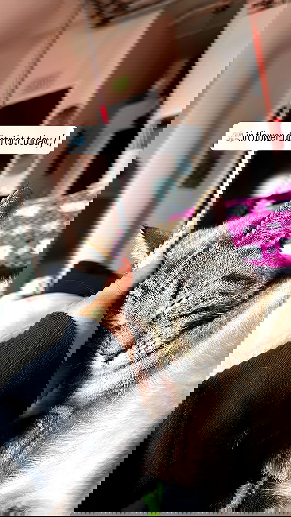 suikomuu suikomuu archive image