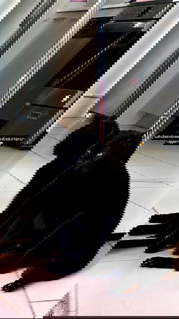 suikomuu suikomuu archive image