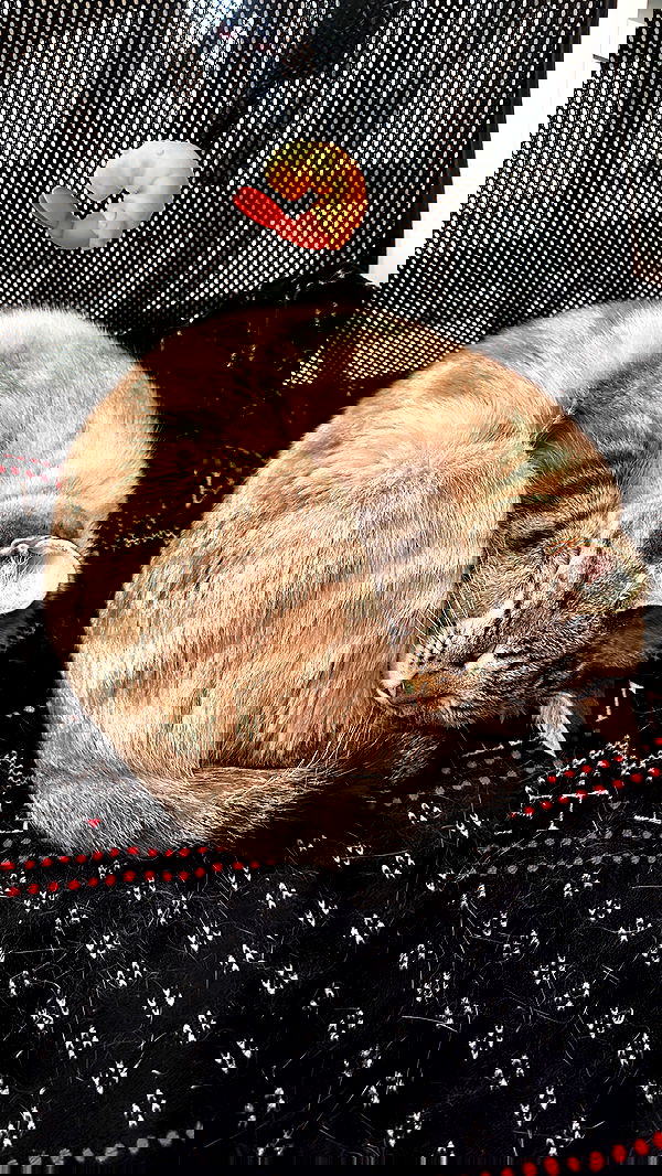 suikomuu suikomuu archive image