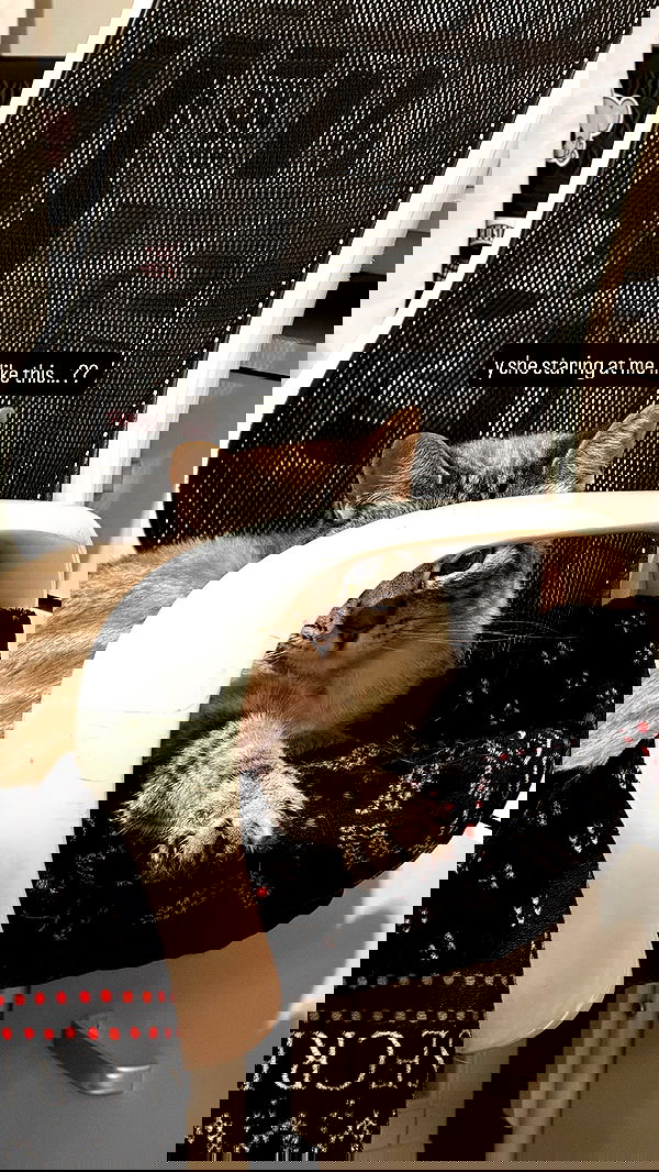 suikomuu suikomuu archive image