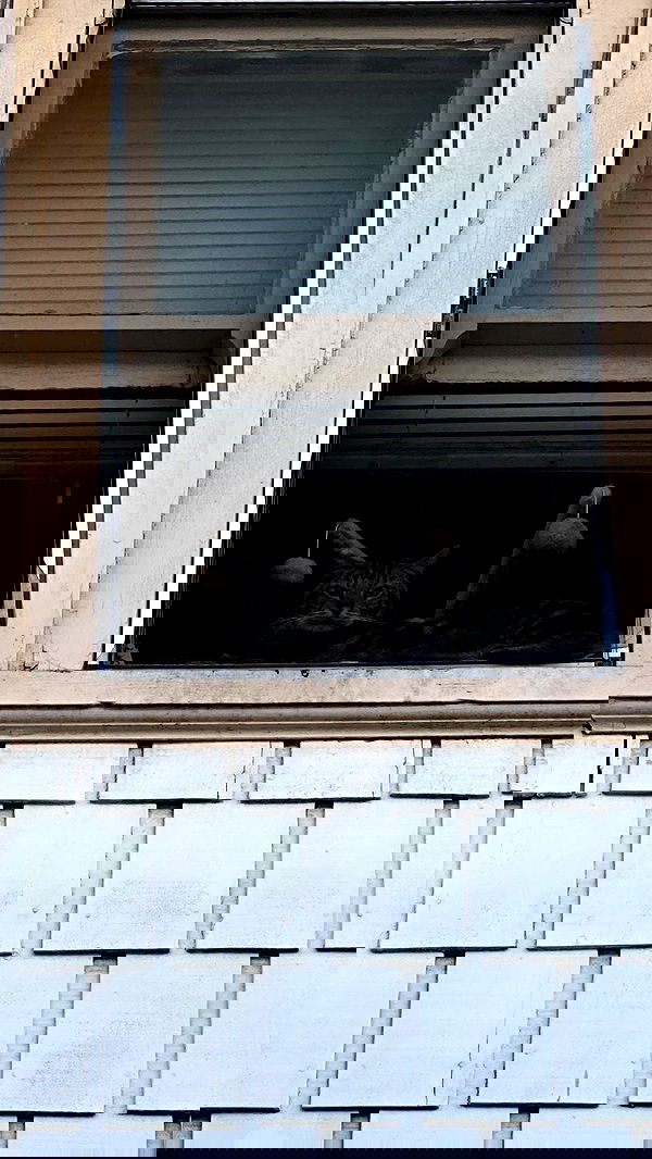 suikomuu suikomuu archive image