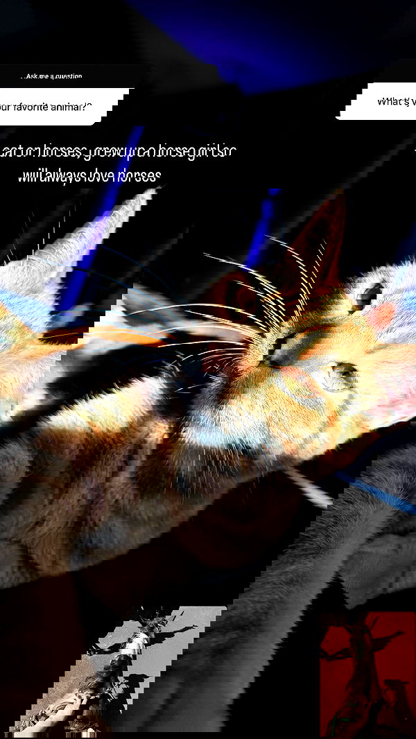 sweetmuffinnss sweetmuffinnss archive image