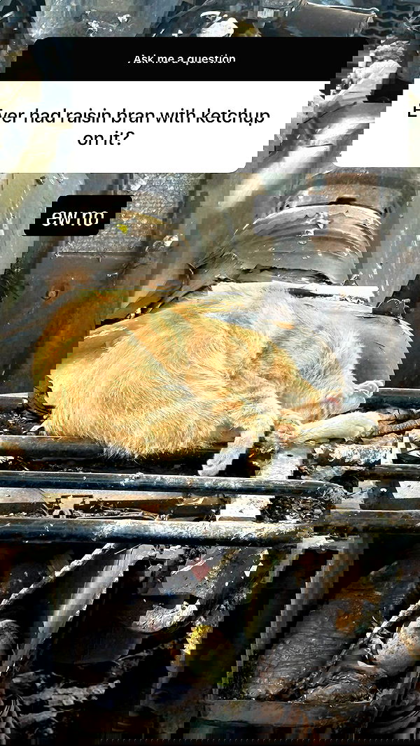 sweetmuffinnss sweetmuffinnss archive image