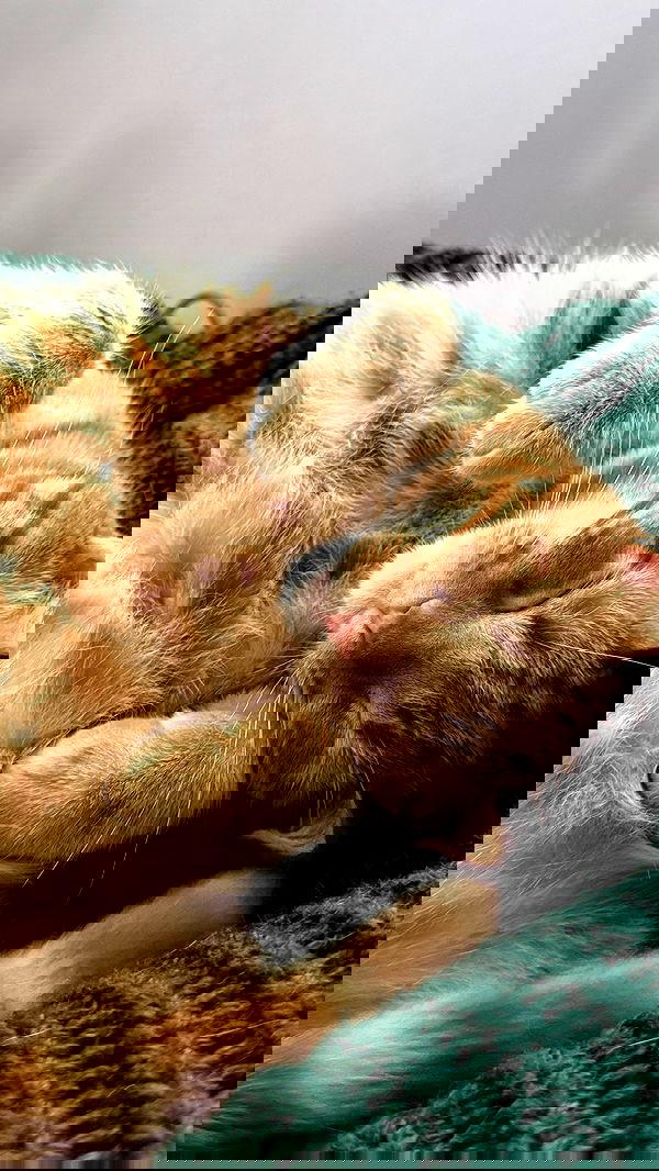 sweetmuffinnss sweetmuffinnss archive image