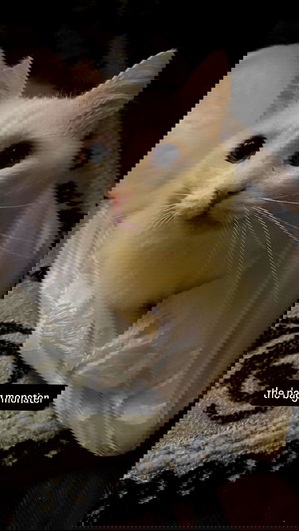 sweetmuffinnss sweetmuffinnss archive image