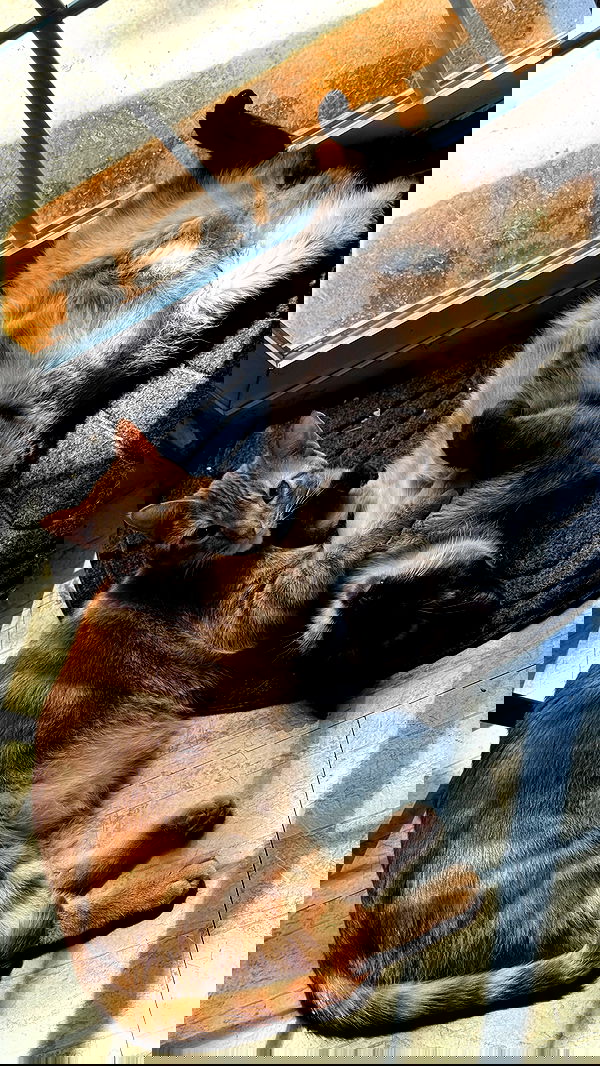 sweetmuffinnss sweetmuffinnss archive image