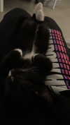 sydney_melman Altpins Profile Picture