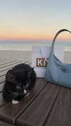 sydney_melman Altpins Profile Picture