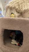 sydney_melman Altpins Profile Picture