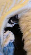 sydney_melman Altpins Profile Picture