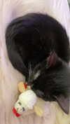 sydney_melman Altpins Profile Picture
