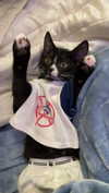 sydney_melman Altpins Profile Picture