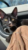 sydney_melman Altpins Profile Picture