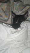 sydney_melman Altpins Profile Picture