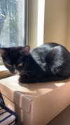 sydney_melman Altpins Profile Picture