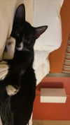 sydney_melman Altpins Profile Picture