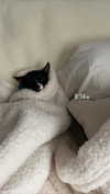 sydney_melman Altpins Profile Picture