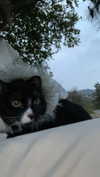 sydney_melman Altpins Profile Picture