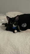 sydney_melman Altpins Profile Picture