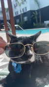 sydney_melman Altpins Profile Picture