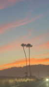 sydney_melman Altpins Profile Picture