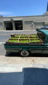 sydney_melman Altpins Profile Picture
