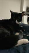 sydney_melman Altpins Profile Picture
