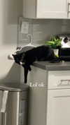 sydney_melman Altpins Profile Picture
