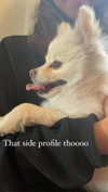 sydney_melman Altpins Profile Picture