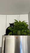 sydney_melman Altpins Profile Picture