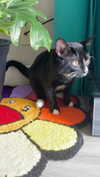 sydney_melman Altpins Profile Picture