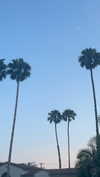 sydney_melman Altpins Profile Picture
