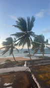 sydney_melman Altpins Profile Picture