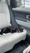 sydney_melman Altpins Profile Picture