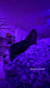 sydney_melman Altpins Profile Picture
