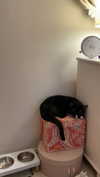 sydney_melman Altpins Profile Picture