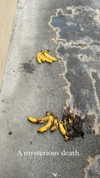 sydney_melman Altpins Profile Picture