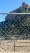 sydney_melman Altpins Profile Picture