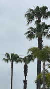 sydney_melman Altpins Profile Picture