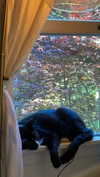 sydney_melman Altpins Profile Picture