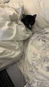 sydney_melman Altpins Profile Picture