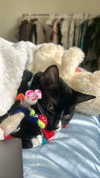 sydney_melman Altpins Profile Picture
