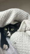sydney_melman Altpins Profile Picture