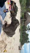 sydney_melman Altpins Profile Picture