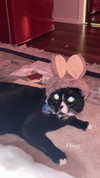 sydney_melman Altpins Profile Picture