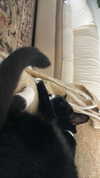 sydney_melman Altpins Profile Picture