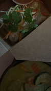 sydney_melman Altpins Profile Picture