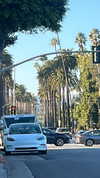 sydney_melman Altpins Profile Picture