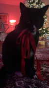 sydney_melman Altpins Profile Picture
